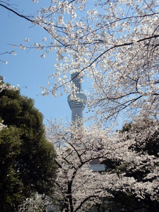 隅田公園(墨田区側)の桜の写真3