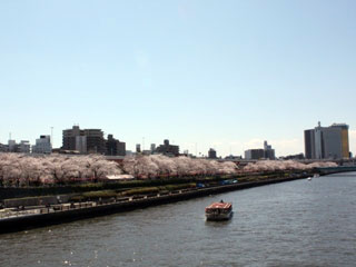 隅田公園(墨田区側)の桜の写真4