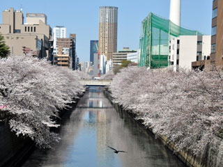 目黒川の桜写真2