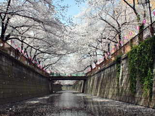 目黒川の桜の写真3