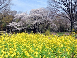 代々木公園の桜写真2
