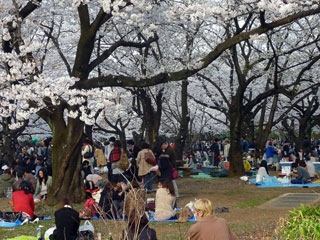 代々木公園の桜の写真3