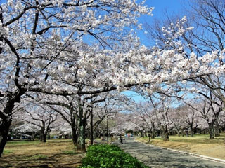 代々木公園の桜の写真4