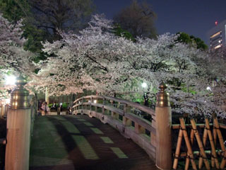 音無親水公園の桜写真2