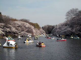 井の頭恩賜公園の桜写真1