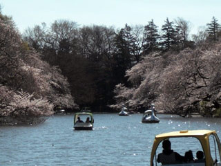 井の頭恩賜公園の桜写真2