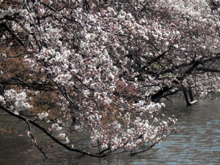 井の頭恩賜公園の桜の写真3