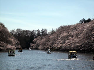 井の頭恩賜公園の桜の写真4