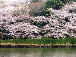 県立三ツ池公園の桜写真2