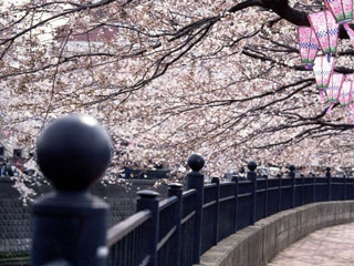 大岡川プロムナードの桜写真2