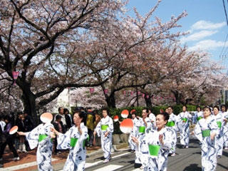 大岡川プロムナードの桜の写真4