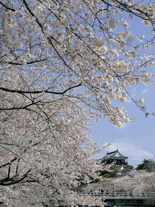 岡崎公園の桜写真2