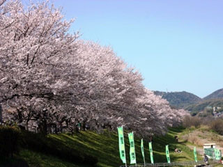 淀川河川公園背割堤地区の桜の写真3