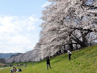 淀川河川公園背割堤地区の桜の写真4