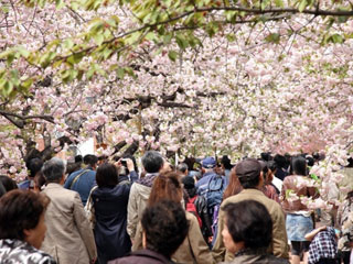 造幣局 桜の通り抜けの桜写真1