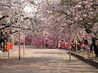 造幣局 桜の通り抜けの桜写真2