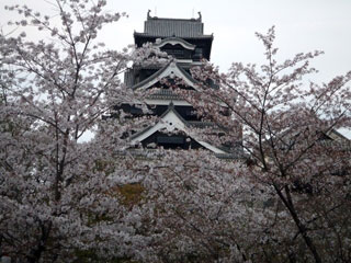熊本城の桜の写真3