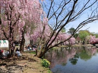 湯沢中央公園の桜写真１