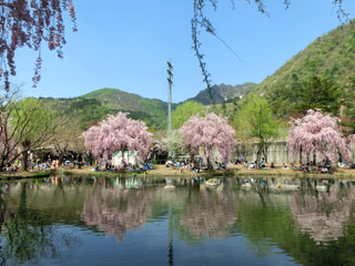 湯沢中央公園の桜写真２