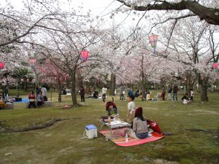 芦城公園の桜写真２