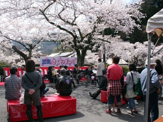 京都府立笠置山自然公園の桜写真１