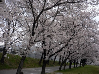 松島千本桜写真１