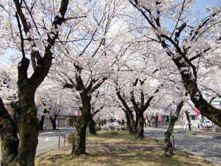 飯田市大宮通り桜並木写真１