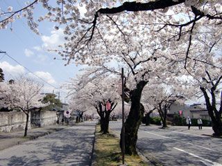 飯田市大宮通り桜並木の写真３