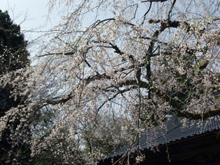 浄蓮寺のしだれ桜写真１