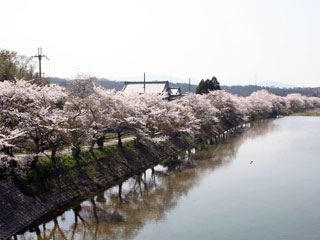 野洲川河畔岩上橋付近の桜写真１