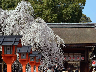 平野神社の桜写真１
