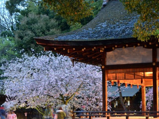 平野神社の桜写真２