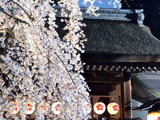 平野神社の写真３