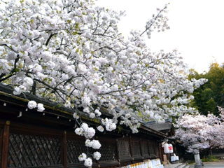 平野神社の写真４