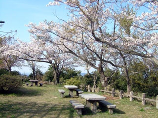 太華山の桜写真２