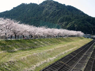 船明ダム周辺の桜写真２