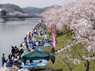 田布施川の桜写真１