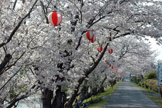 田布施川の桜写真２