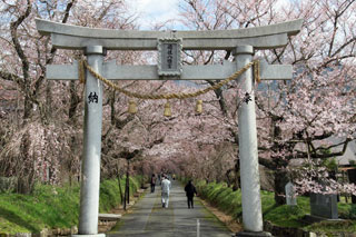 徳佐八幡宮の桜写真２