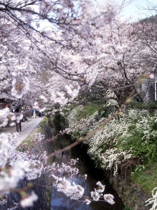 哲学の道の桜写真１