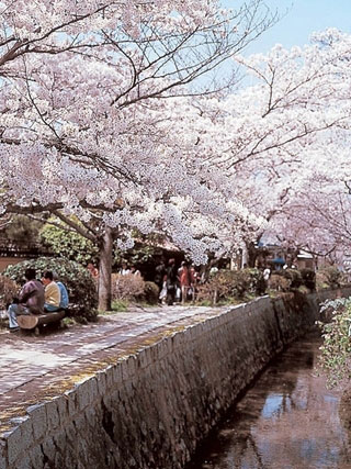 哲学の道の桜写真２