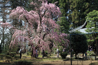 観音院の枝垂れ桜写真１