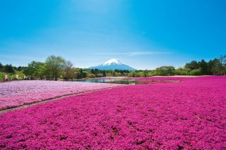 富士本栖湖リゾート「富士芝桜まつり」写真１
