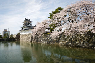富山城址公園の桜写真１