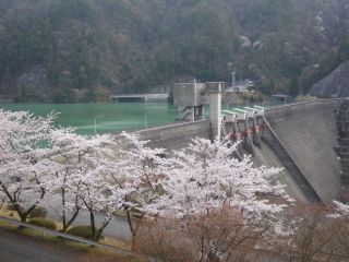 永源寺ダム(ダム周辺道路)の桜写真１