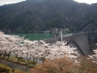 永源寺ダム(ダム周辺道路)の桜写真２
