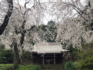 三嶋神社の桜写真１