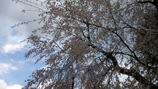 三嶋神社の桜写真２
