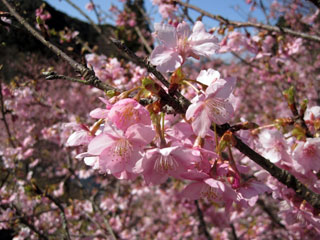 見帰りの滝の桜写真２