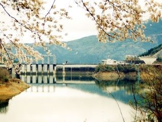 早明浦湖畔の桜写真１